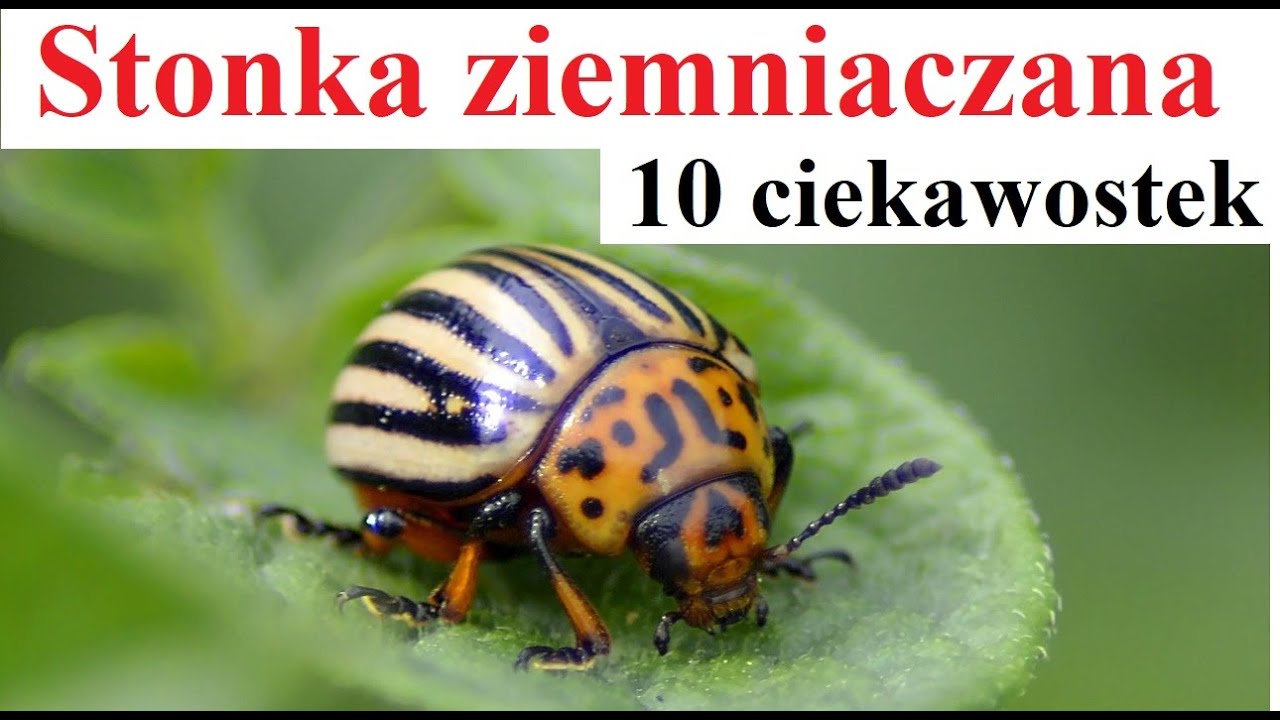 Stonka ziemniaczana - 10 ciekawostek