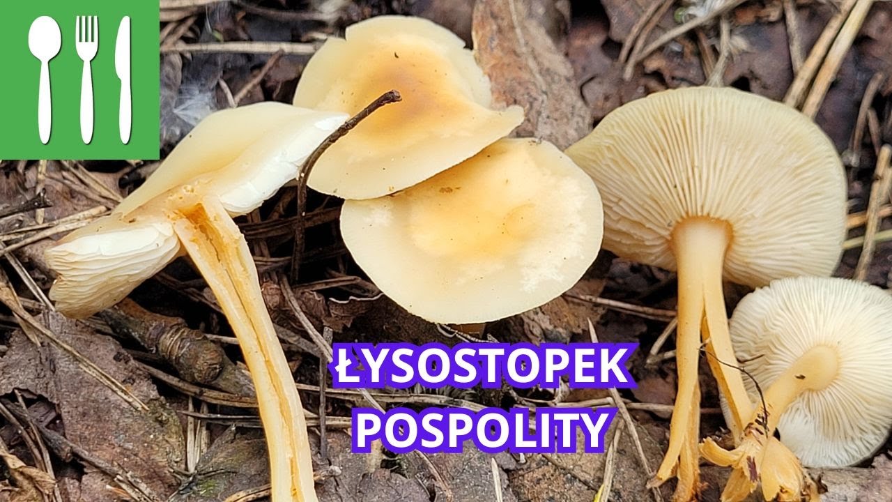ŁYSOSTOPEK POSPOLITY (Gymnopus dryophilus) - opis wyglądu i występowanie