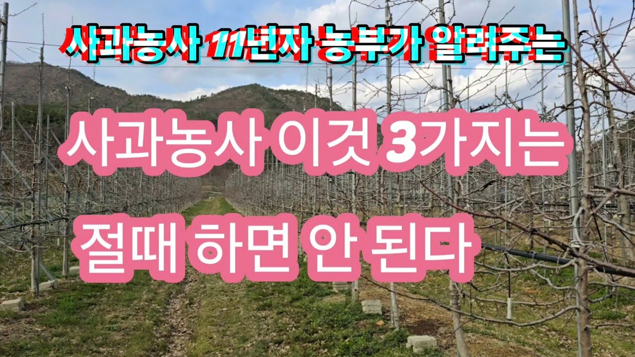 사과농사 11년차 농부가 알려주는 사과농사 실패하는 3가지 잘못하는 행동