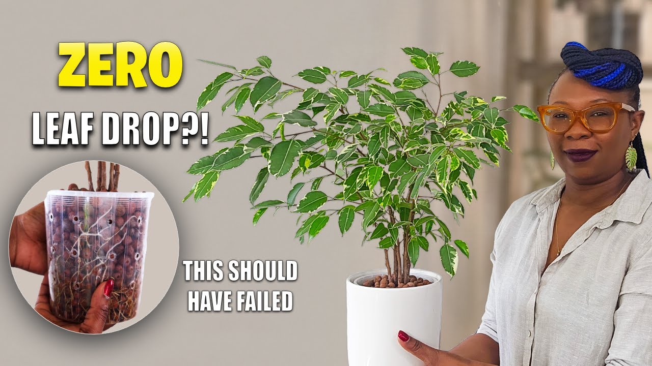 Ficus Benjamina to LECA: Will It Drop Every Leaf? (Full Process + Update)