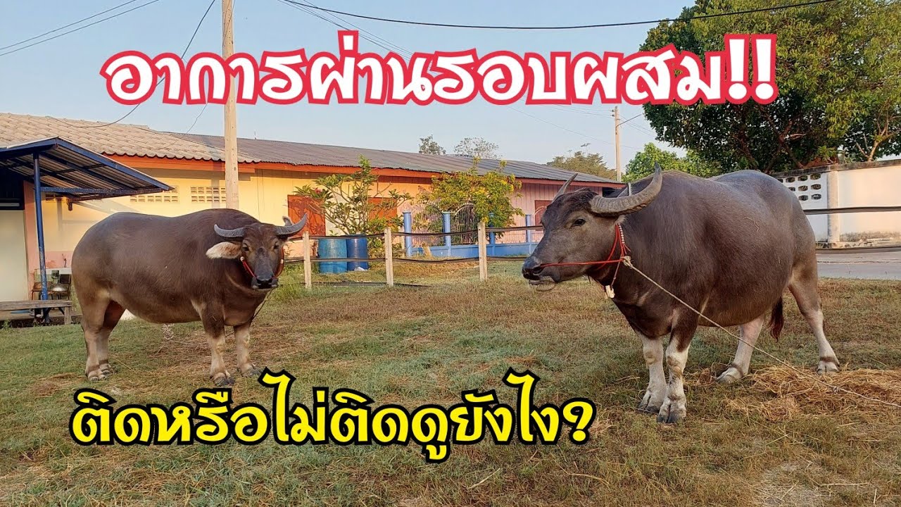 อาการผ่านรอบผสมดูยังไง ติดหรือไม่ติด? อากาศเป็นสัตของแม่ควายก่อนผสม #ควายงาม  #ควายไทย