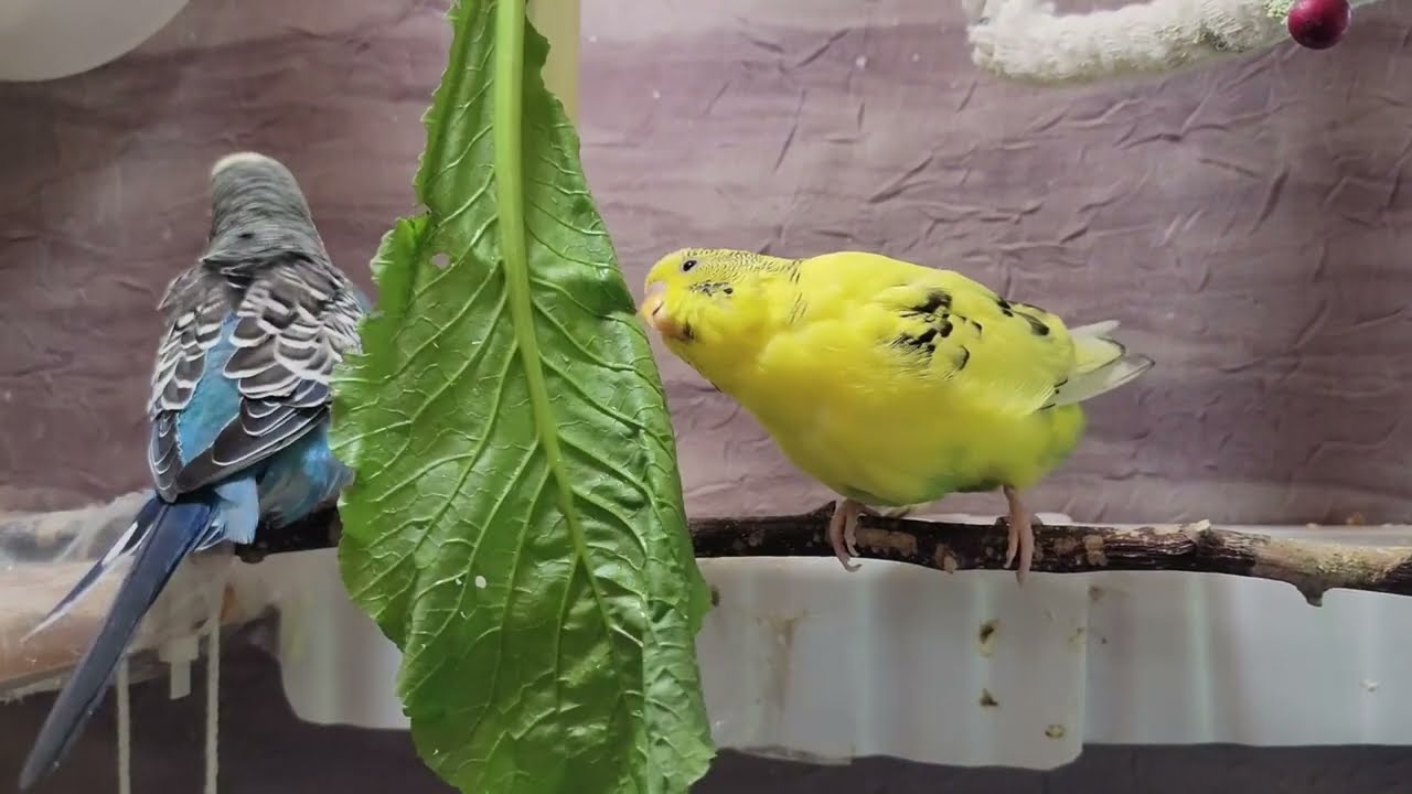 10 Hr Happy Singing & Eating Parakeet Budgies Birds, Reduce Stress of Lonely Quiet Birds