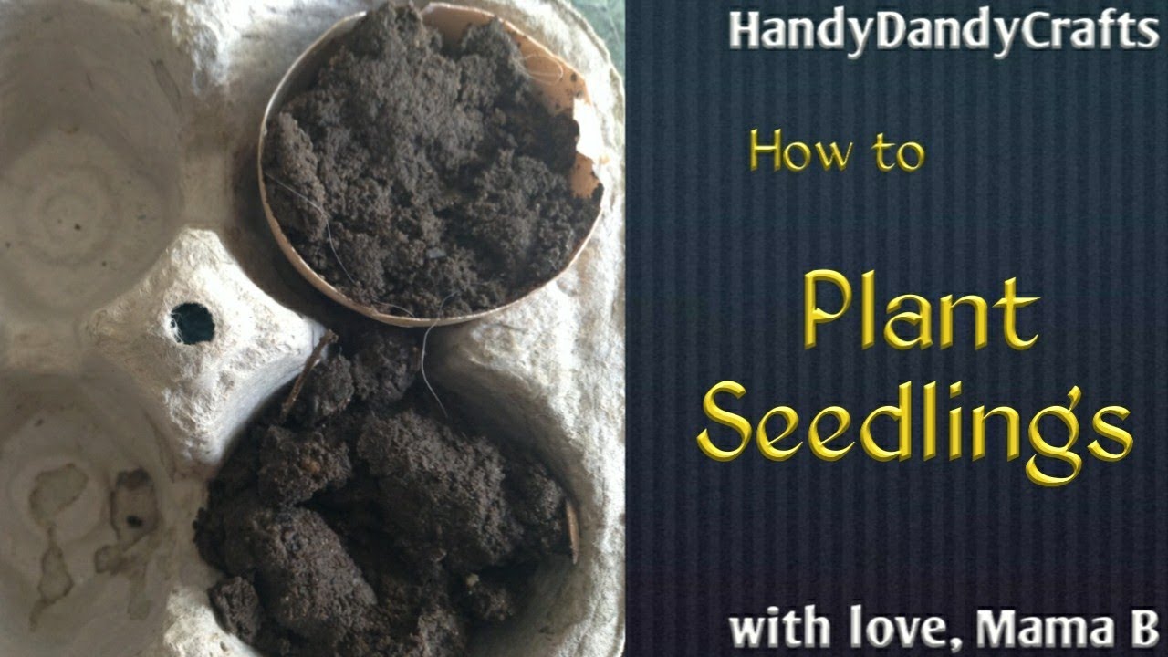 Planting Seedlings