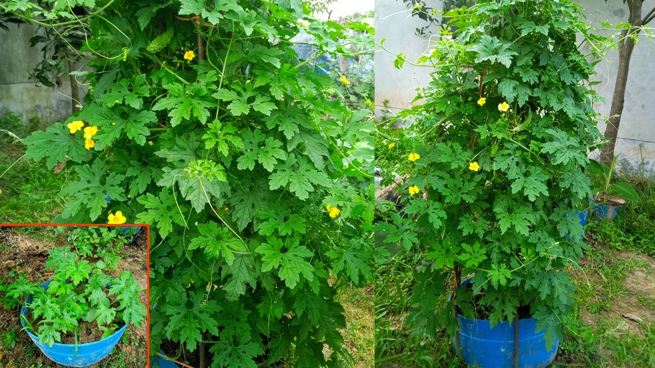 টবে করলা চাষ করার আধুনিক পদ্ধতি - Bitter Melon Cultivation