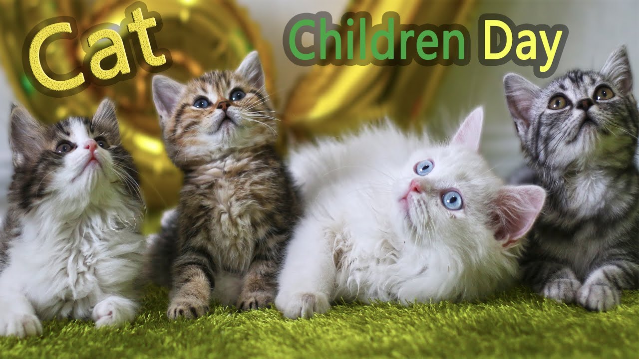 [Funny cat] It ’s really fun for a kitten to celebrate Children ’s Day for the first time