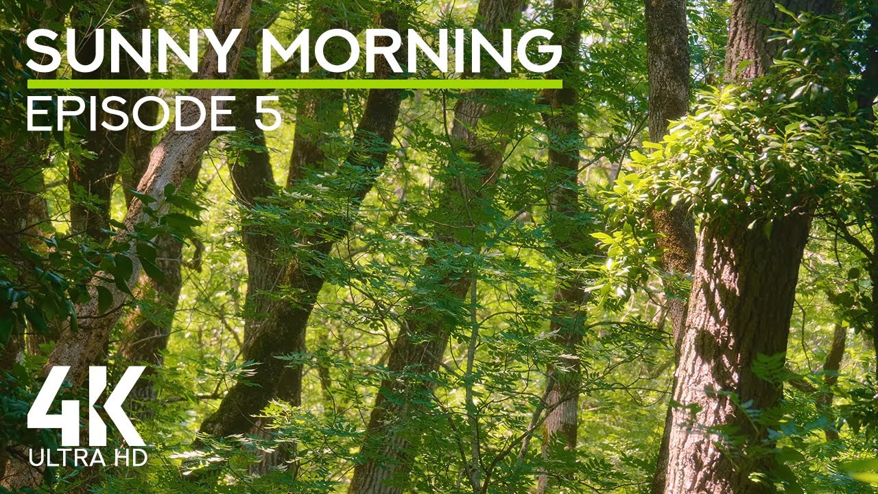 4K Sunny Morning in a Forest - Episode 5 | Sunny Woods with Cheerful Bird Songs & Gentle Wind Sounds