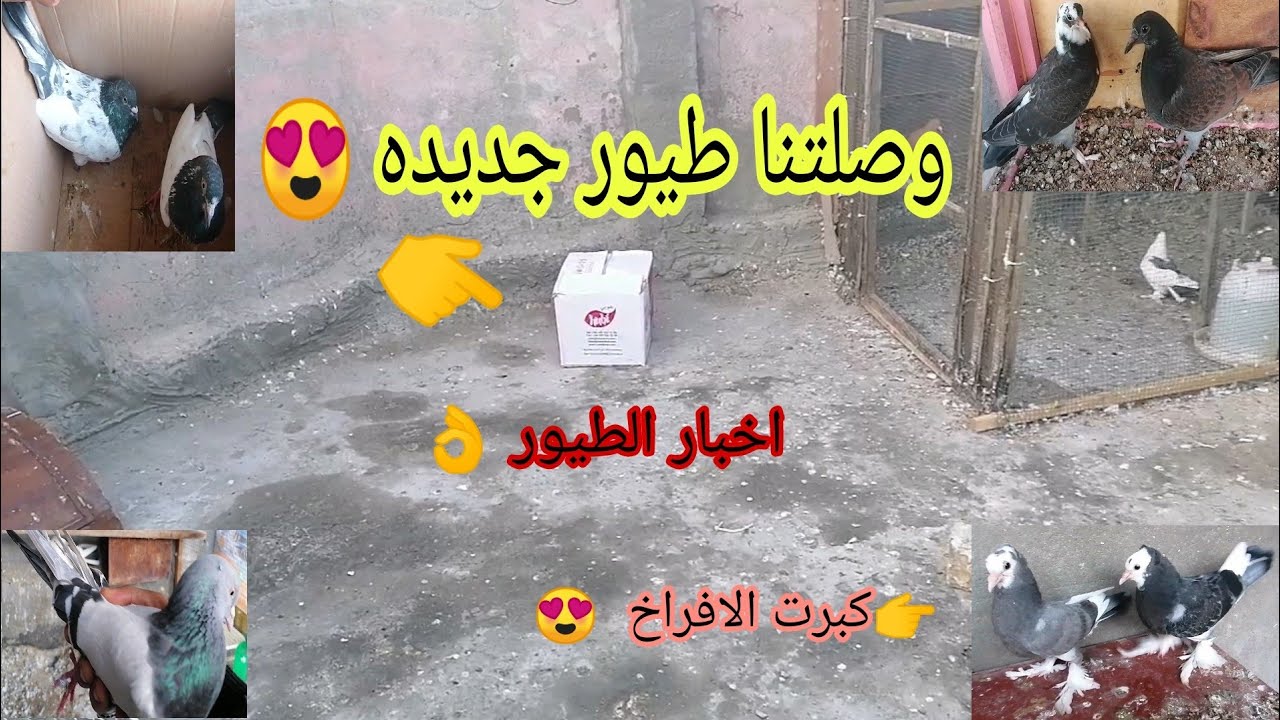 جبت طيور جديده 😍 اخبار الطيور عدنا 🤩 تعالو شوفوا الافراخ شلون صاراً 😍♥️