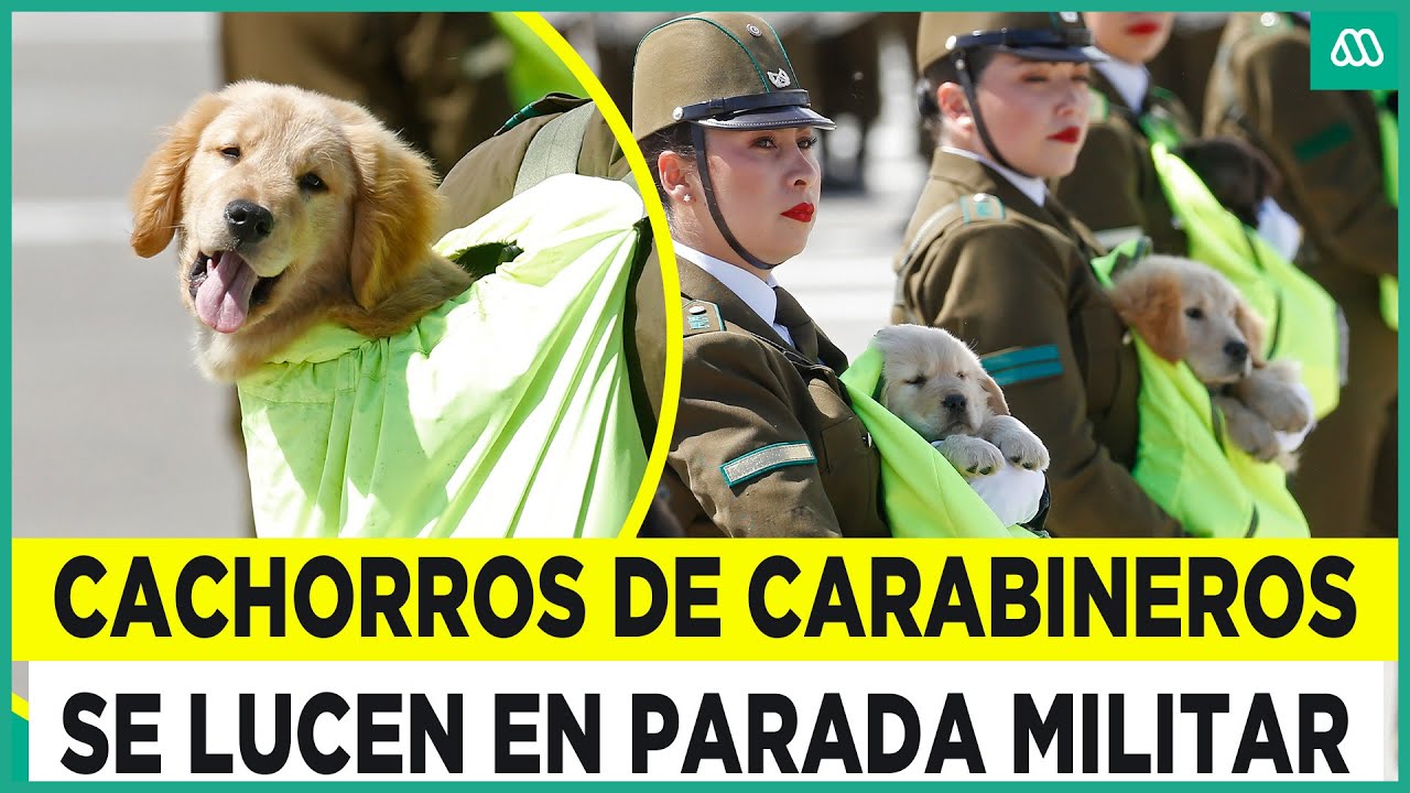 ¡Las estrellas de la Parada Militar!: Cachorros de Carabineros se llevan todas las miradas