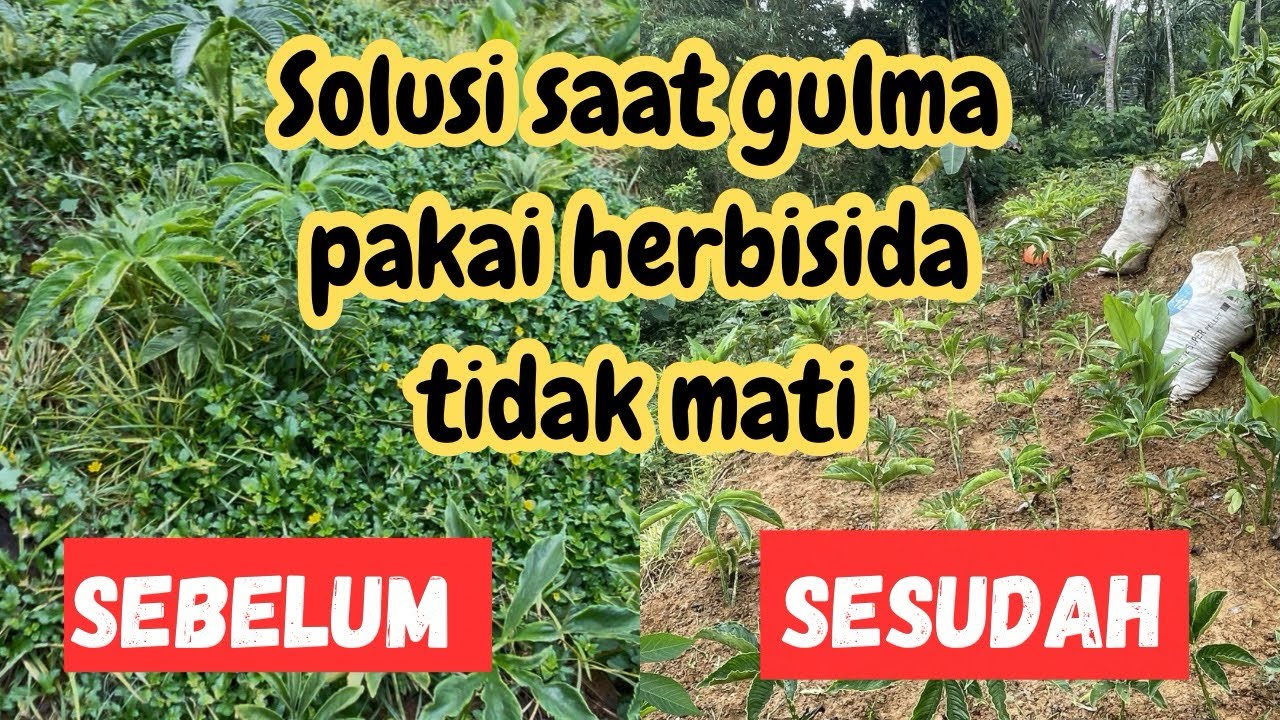 BEDA BANGET!!! Pertumbuhan Porang Sebelum vs Sesudah Bersih dari Rumput Liar