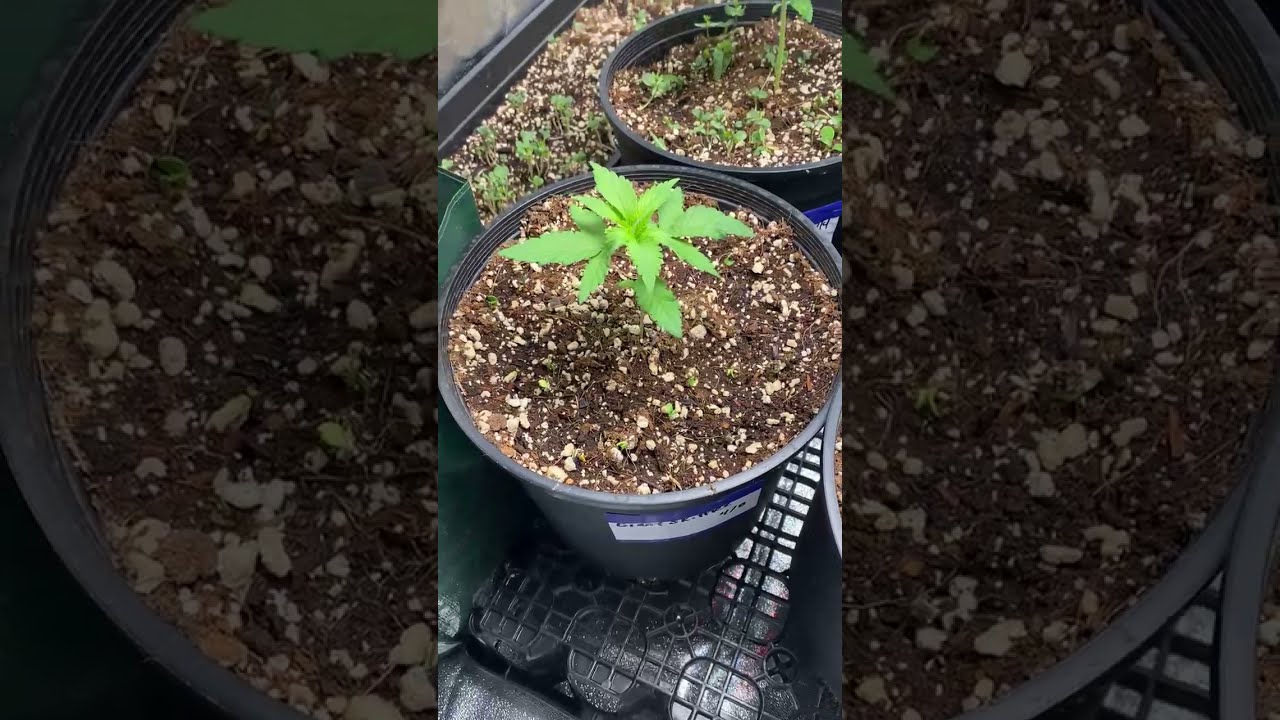4x4 1st grow tour