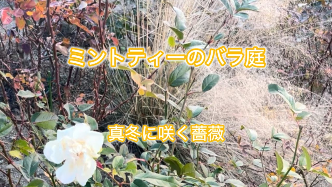 ミントティーのバラ庭「真冬に咲く薔薇」