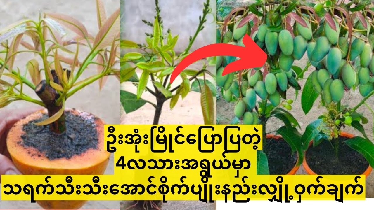 သရက်ခြံပိုင်ရှင်ဦးအုံးမြိုင်ပြောပြတဲ့ 4လအတွင်းသရက်သီးသီးစေတဲ့လျှို့ဝှက်နည်း #mango