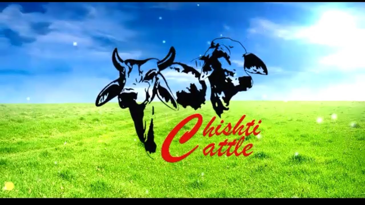 Chishti Cattle Qurbani Collection Video 2k17 || Bull Cow for Qurbani || Bull || Q2k17 || 2017