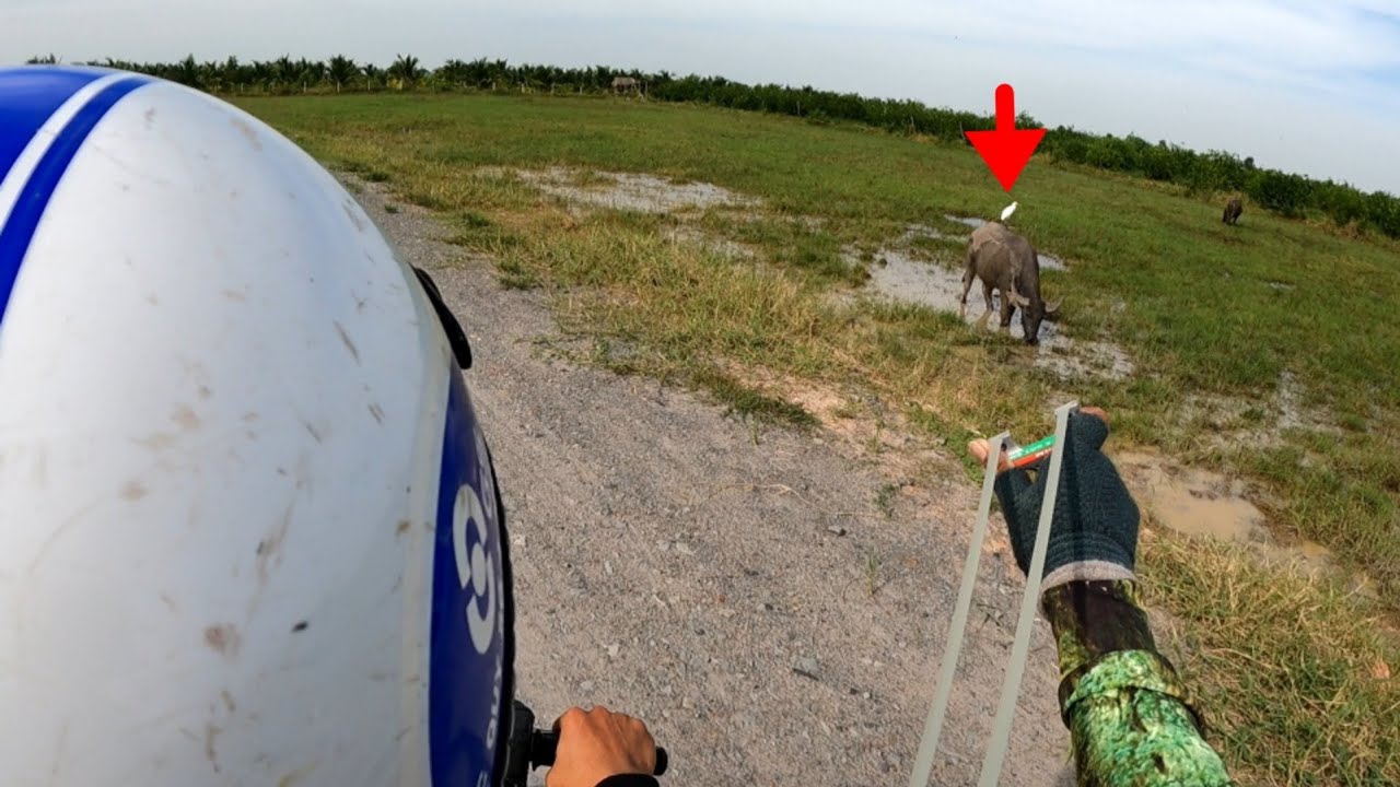 NÁ CAO SU - DÂY PRECISE TEM MỚI SỰ LỰA CHỌN ĐÁNG TIN CẬY ???