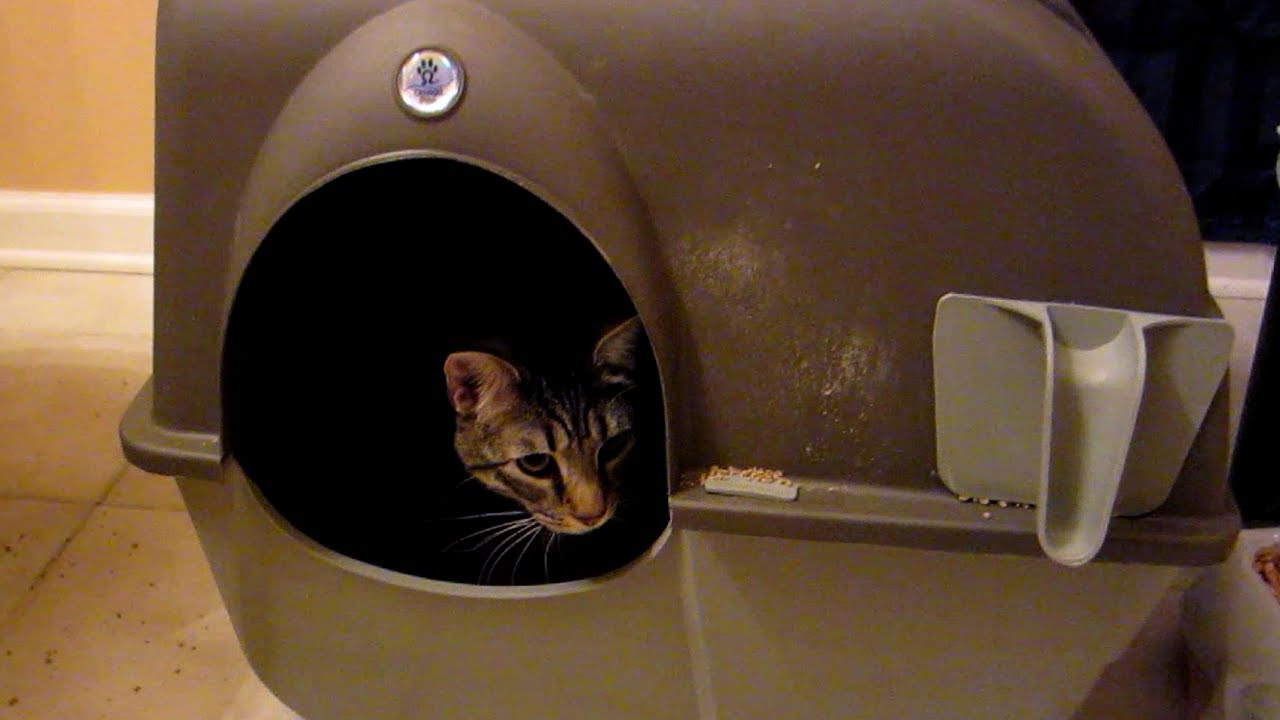 Self-Cleaning Litter Box (Day 1199 - 3/7/13)
