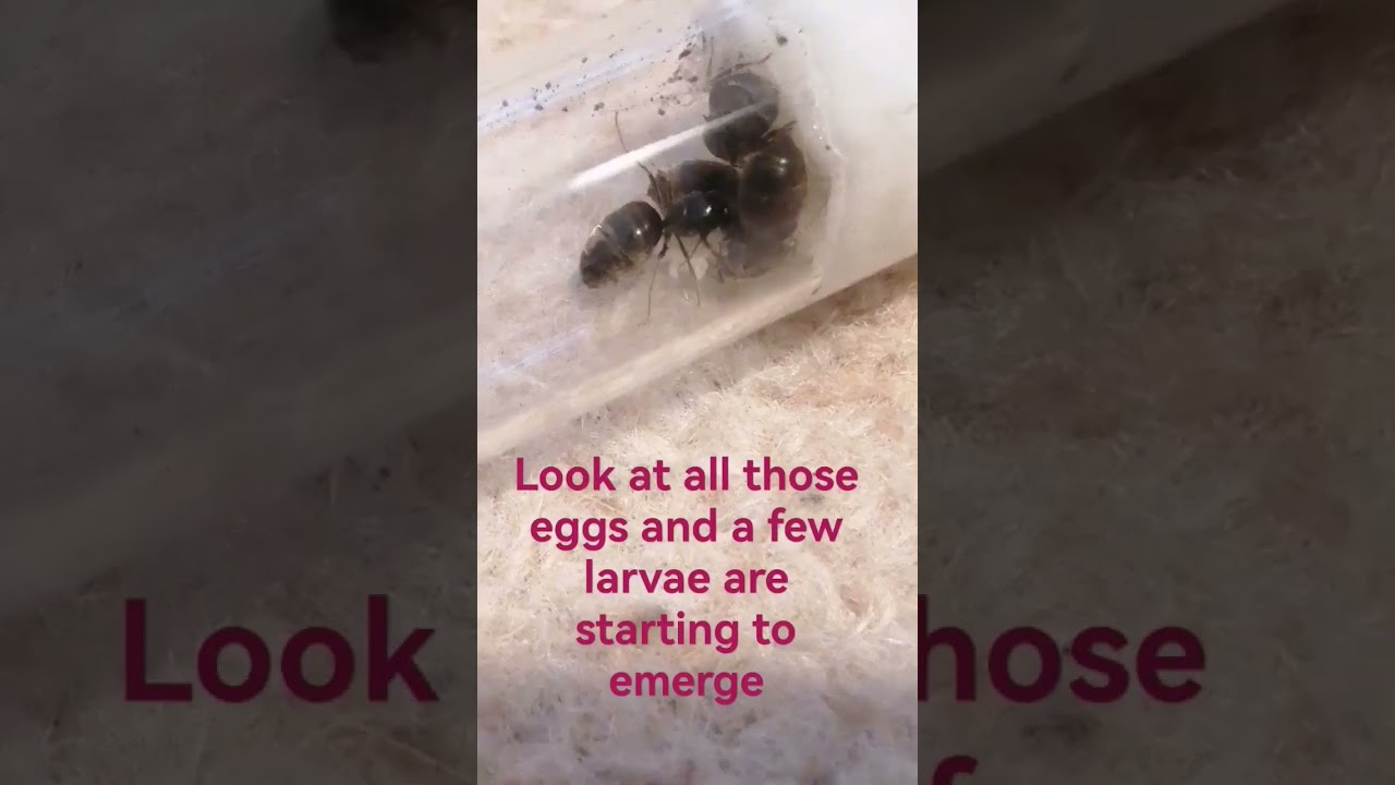6 queen Ant experiment Lasius niger/black ants #ants #antkeeping #insects #antsholleufer
