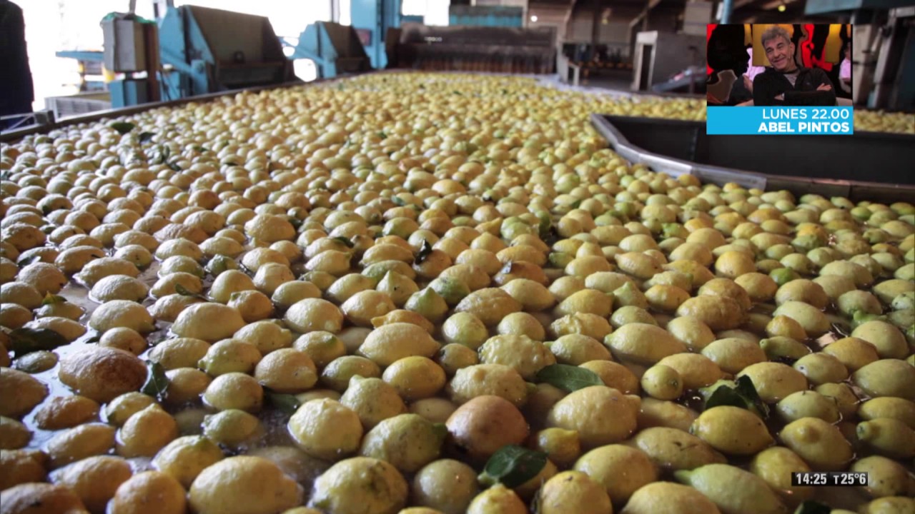 Locos por el campo  - Cosecha de limones (2 de 2)