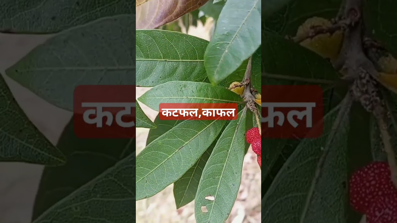 #कटफल,कायफल #herbal #medicinal #natural #health#essential #viral #viralvideo #viralshorts