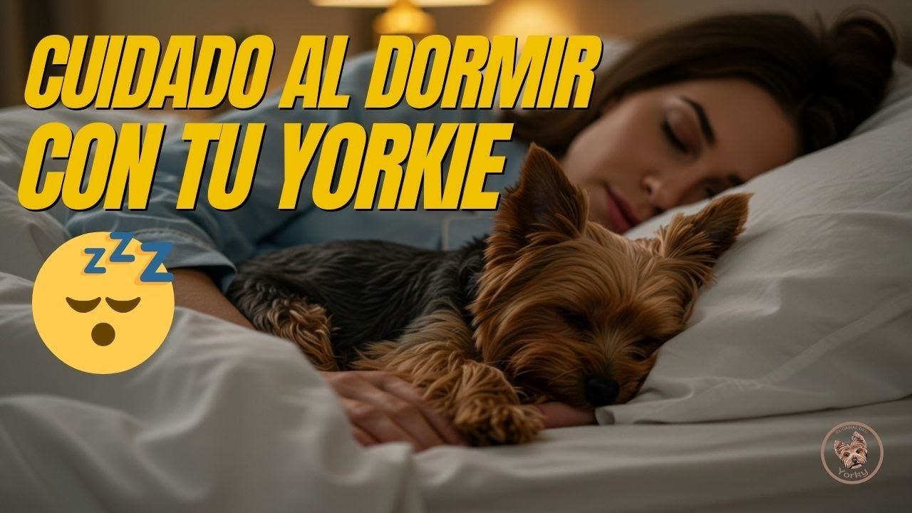 ¡Cuidado al dormir así con tu Yorkshire Terrier! Pros y contras que debes conocer 🤔