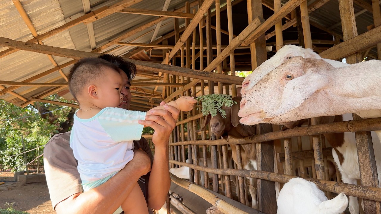Panda Cho Dê Của Ông Bà Ngoại Ăn