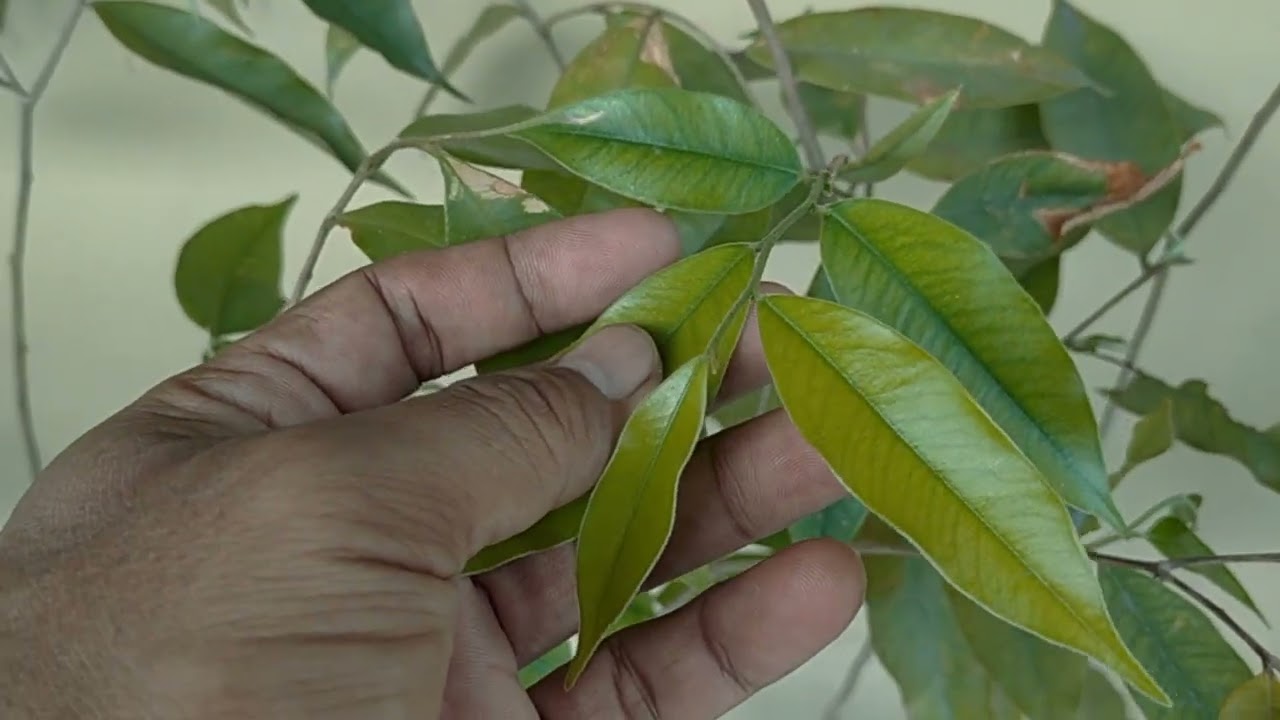 Bibit pohon gaharu 
