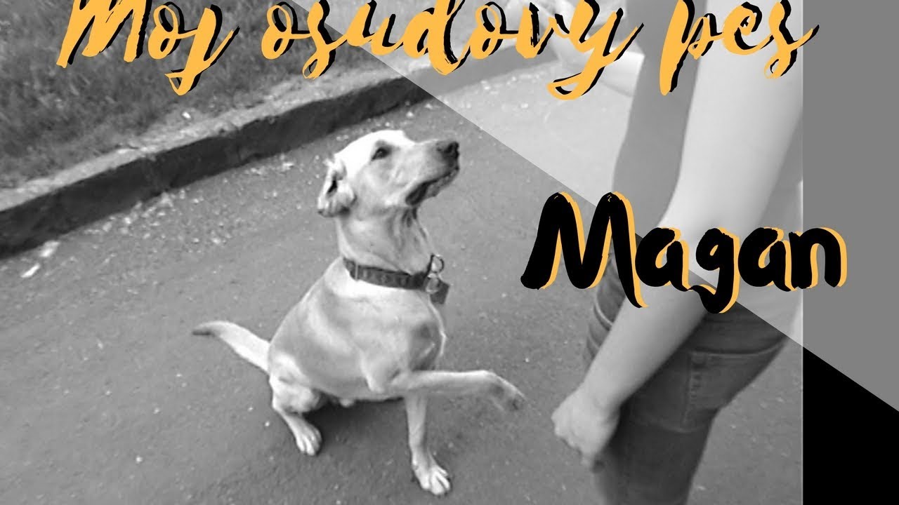 Môj prvý pes | MAGAN | Ako so psom