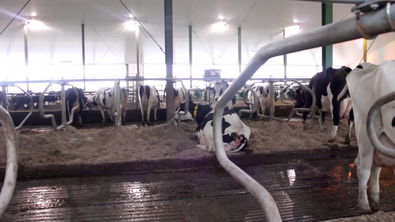 Ferme Irma, source libre de confort