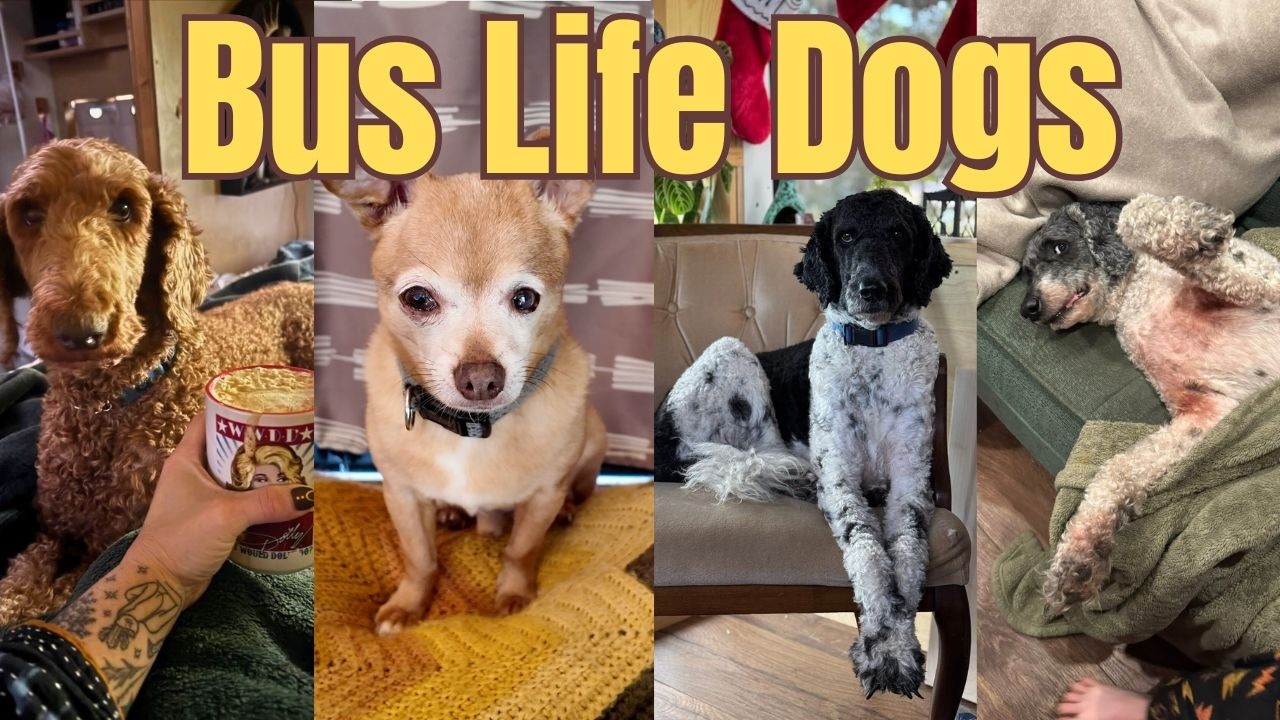 Living with 4 Dogs in a Bus for the last 6 Years