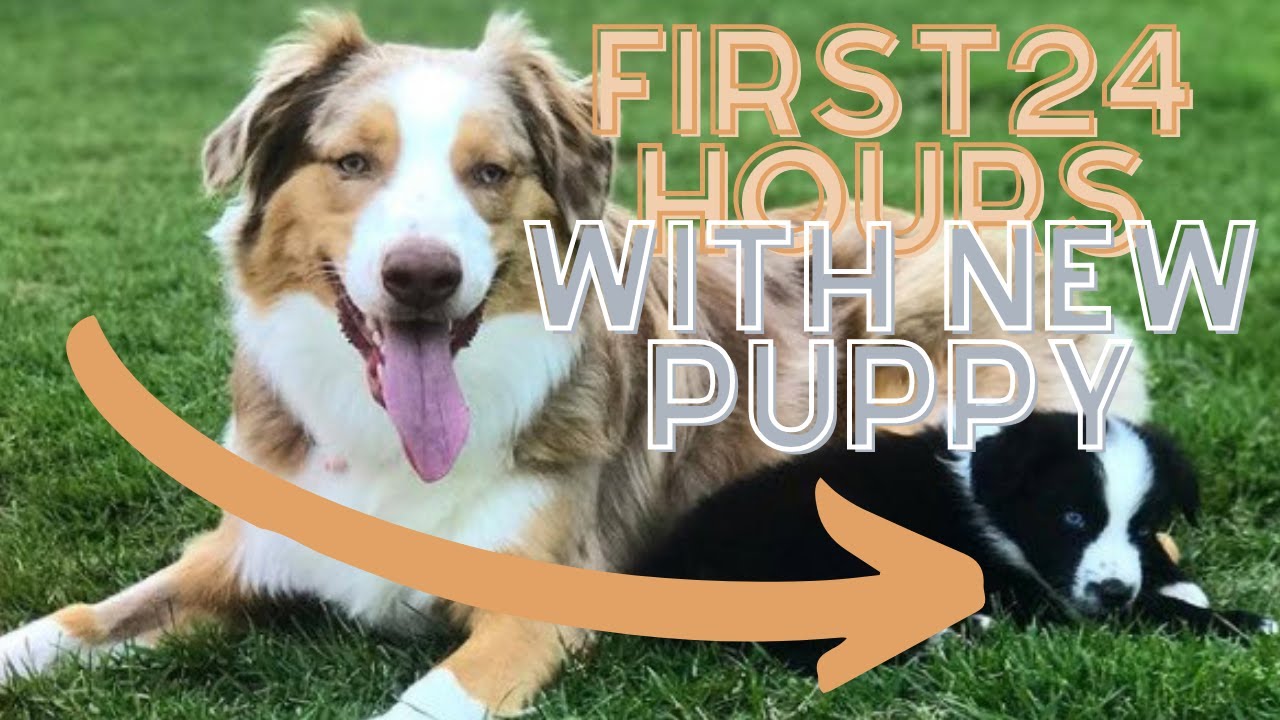 First 24 Hours: 9 Week Old Australian Shepherd Puppy Adventures