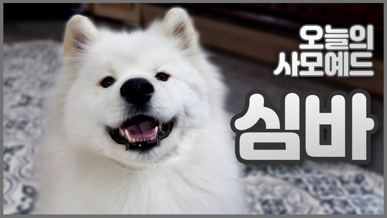 [오늘의 사모예드] 천방지축💥 에너지 넘치는⚡ 막내 심바😎