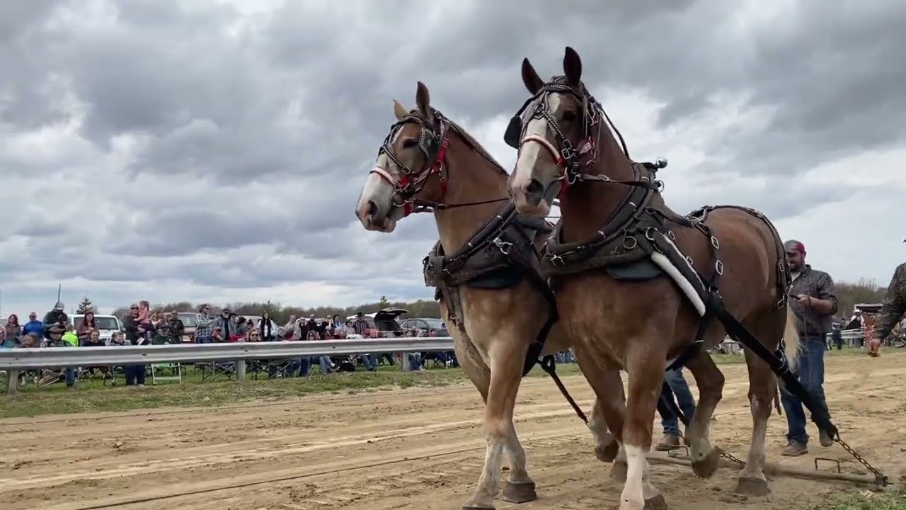 Must see horse pull clips