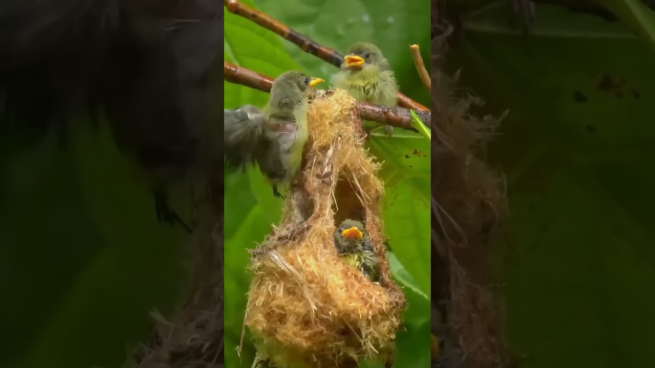 Anak burung kemade keluar dari sarang