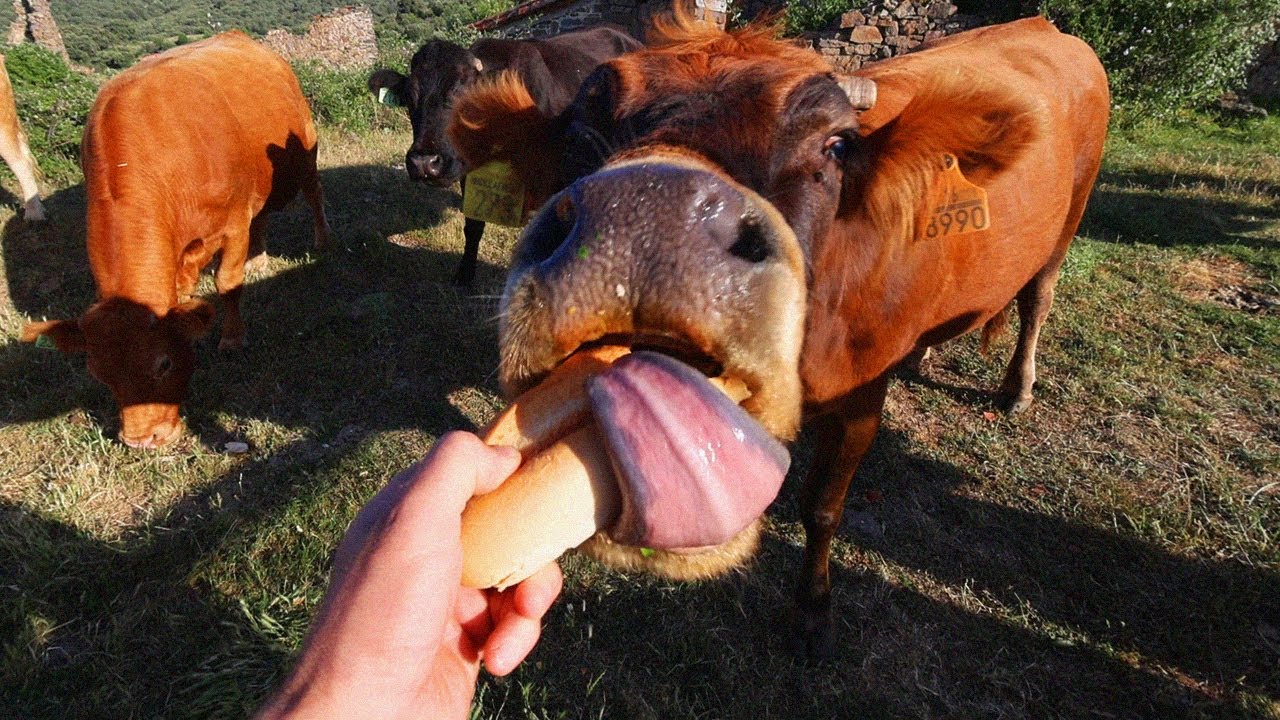 es RENTABLE ser GANADERO en 2025. Ganadero  nos cuenta la RENTABILIDAD y la realidad de tener vacas