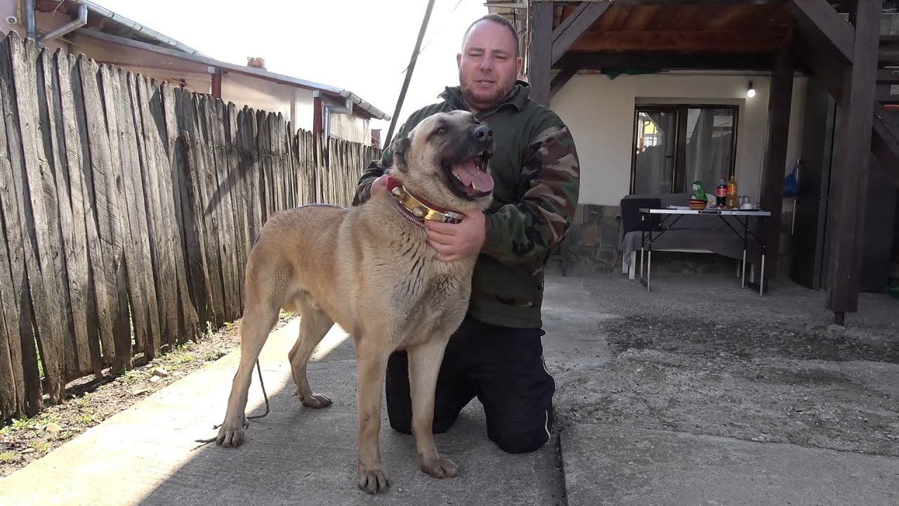 Prezentarea Ciobanescului Kangal cu Dan de la Campina, Prahova - 2024 Nou!!!