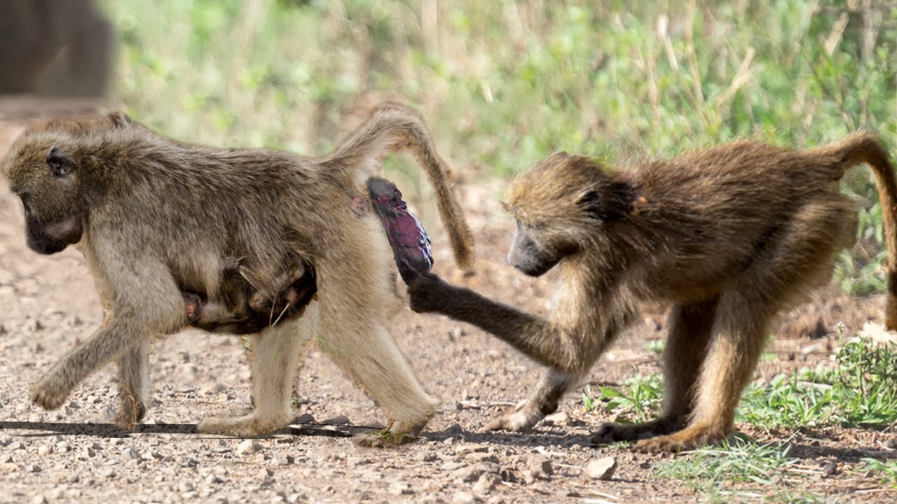 How Mother Monkey Giving Birth To Cute Baby