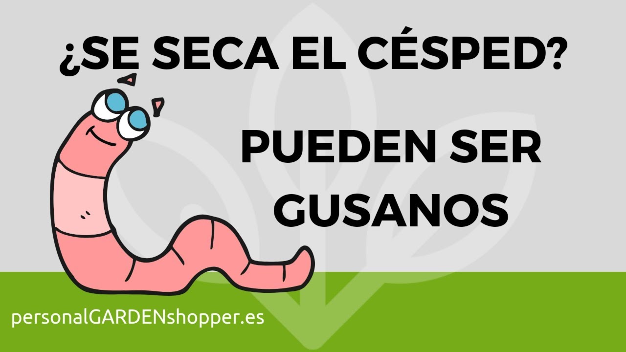 ¿SE SECA EL CÉSPED? GUSANOS