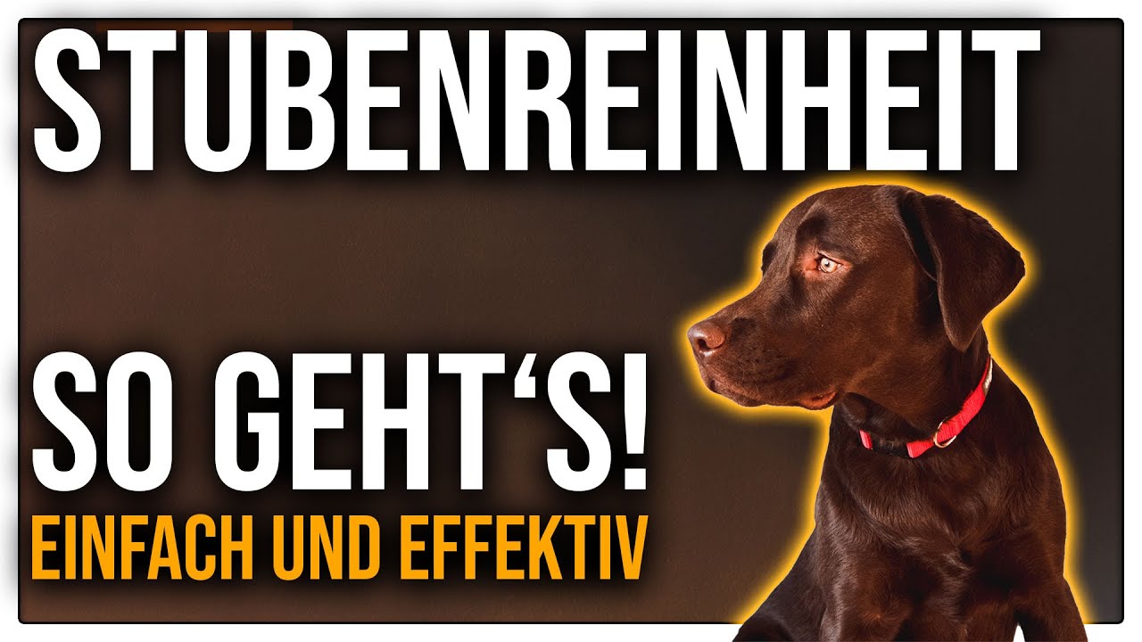 Stubenreinheit trainieren -  So EINFACH wird dein Welpe stubenrein - TGH 241
