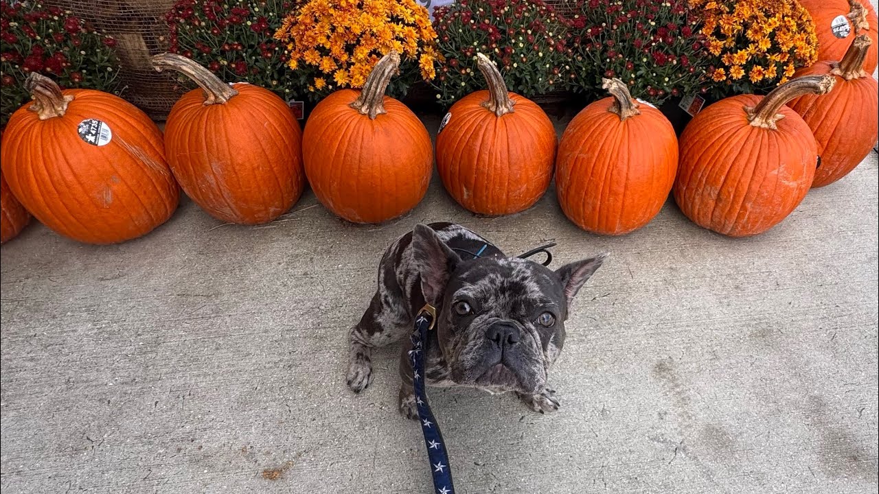 8 month old French Bulldog “Rosie”| Port St Lucie Dog Trainers | Treasure Coast Dog Trainers