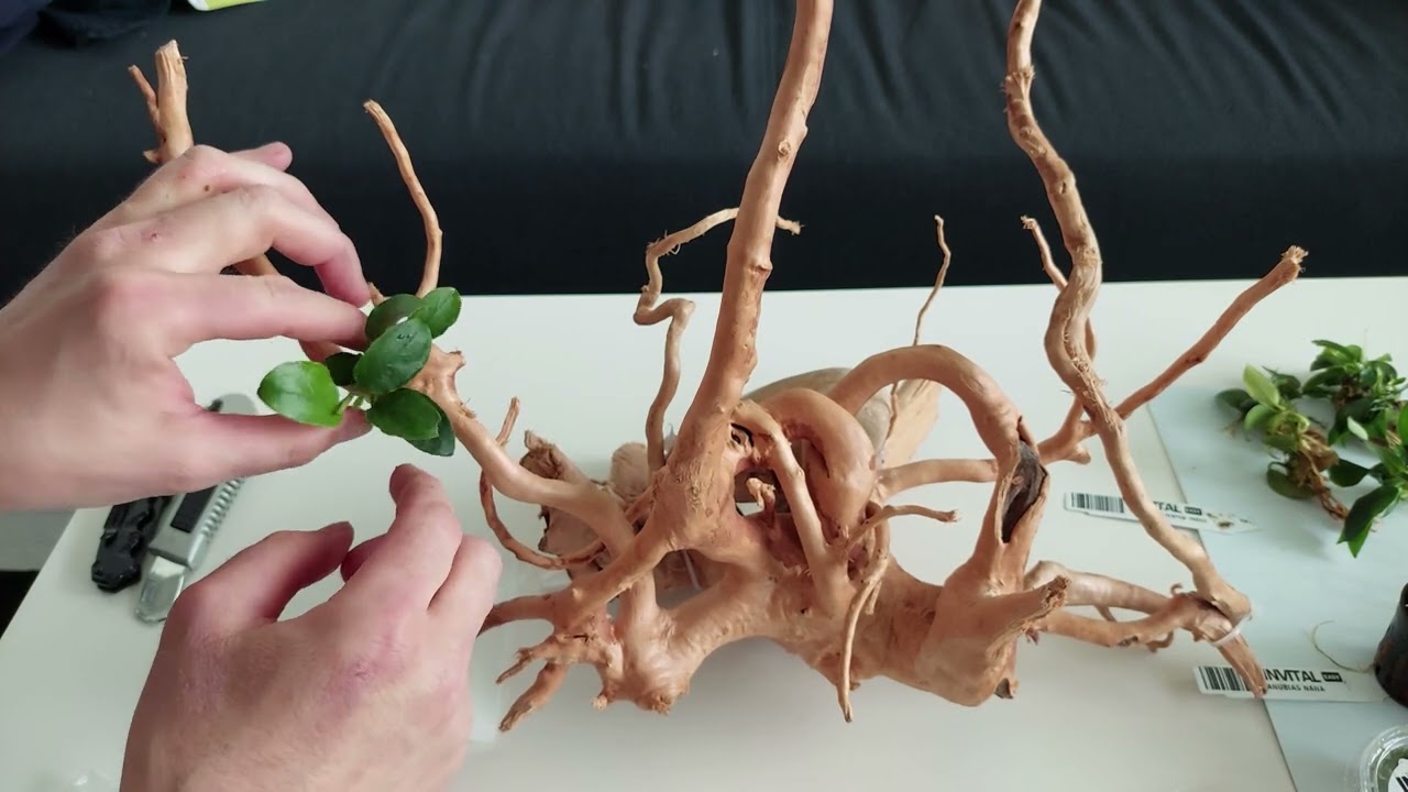 Vybalení rostlin a lepení na kořen