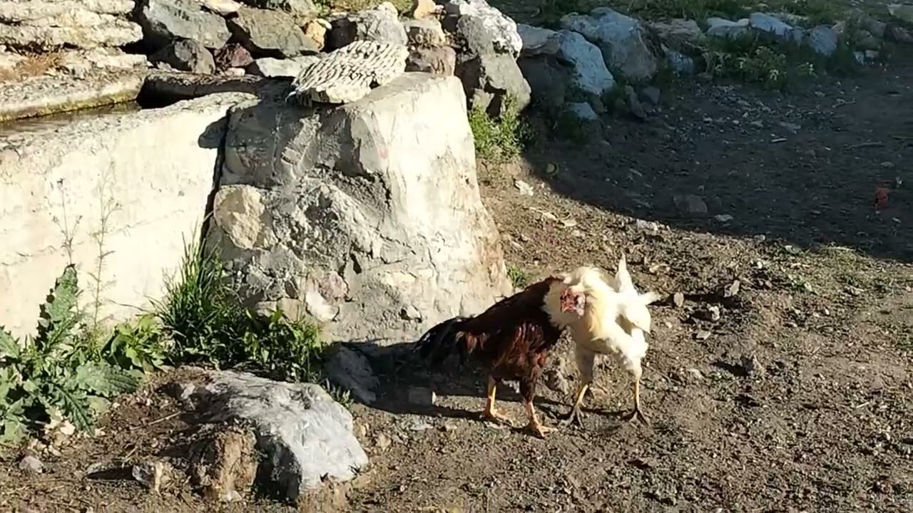 Kumaşlı köyünün güzel yaşantısı