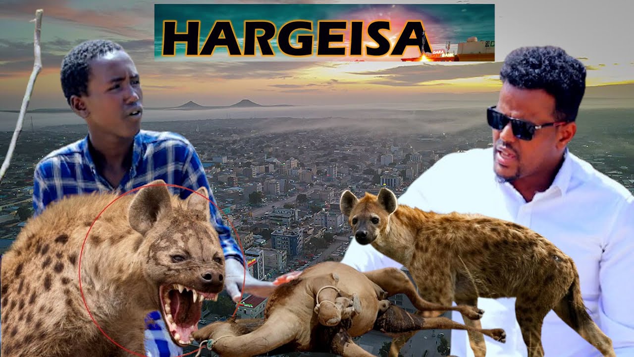 Nin Geel Jire Ah oo Hargeysa Dhexdeeda Geelii Sii Waraabe Kaga Cunay Iyo Dhibaato Wayn oo Hadda