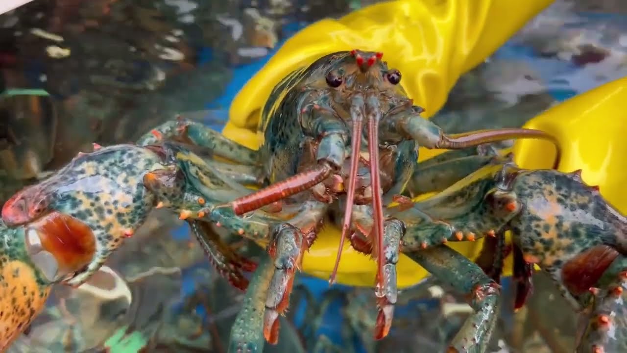 2022 빌리온푸드 그룹 회사소개 l billion food Group corporate promotional video2