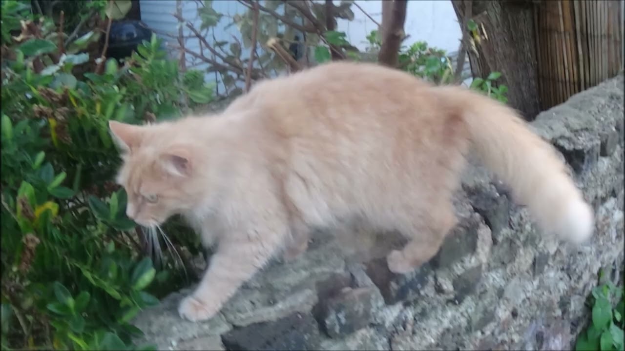 Daphne the Cat - Video 550 (Daphne's Five Hundred and Fiftieth Sequel)