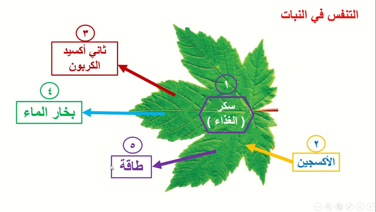 التنفس في النبات ) ( الصف السادس )