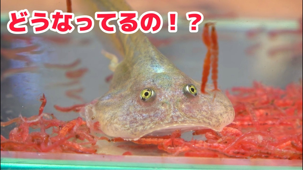 初めてだよ、ピンセットから食べるオタマジャクシは笑