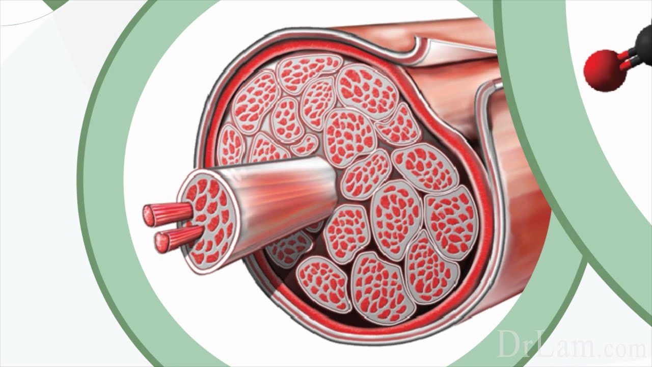 Fibromyalgia and Adrenal Fatigue