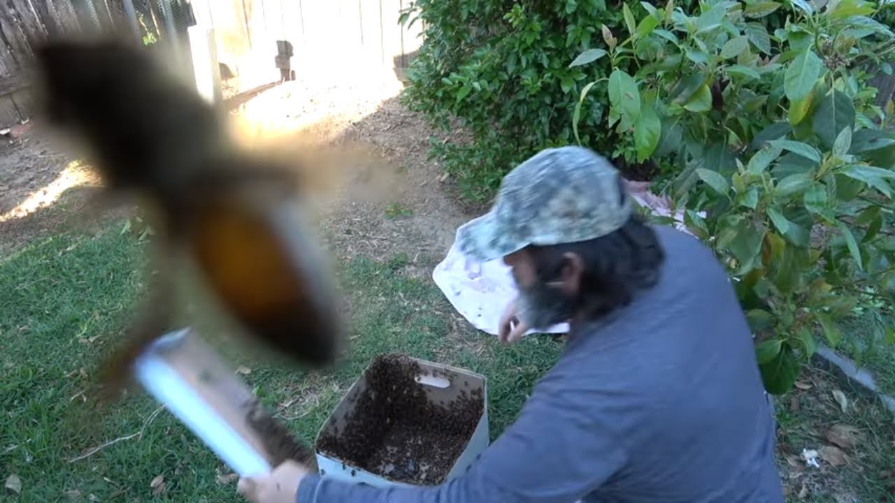 Shook A Swarm Of Bees & Caught A Dozen Eggs!