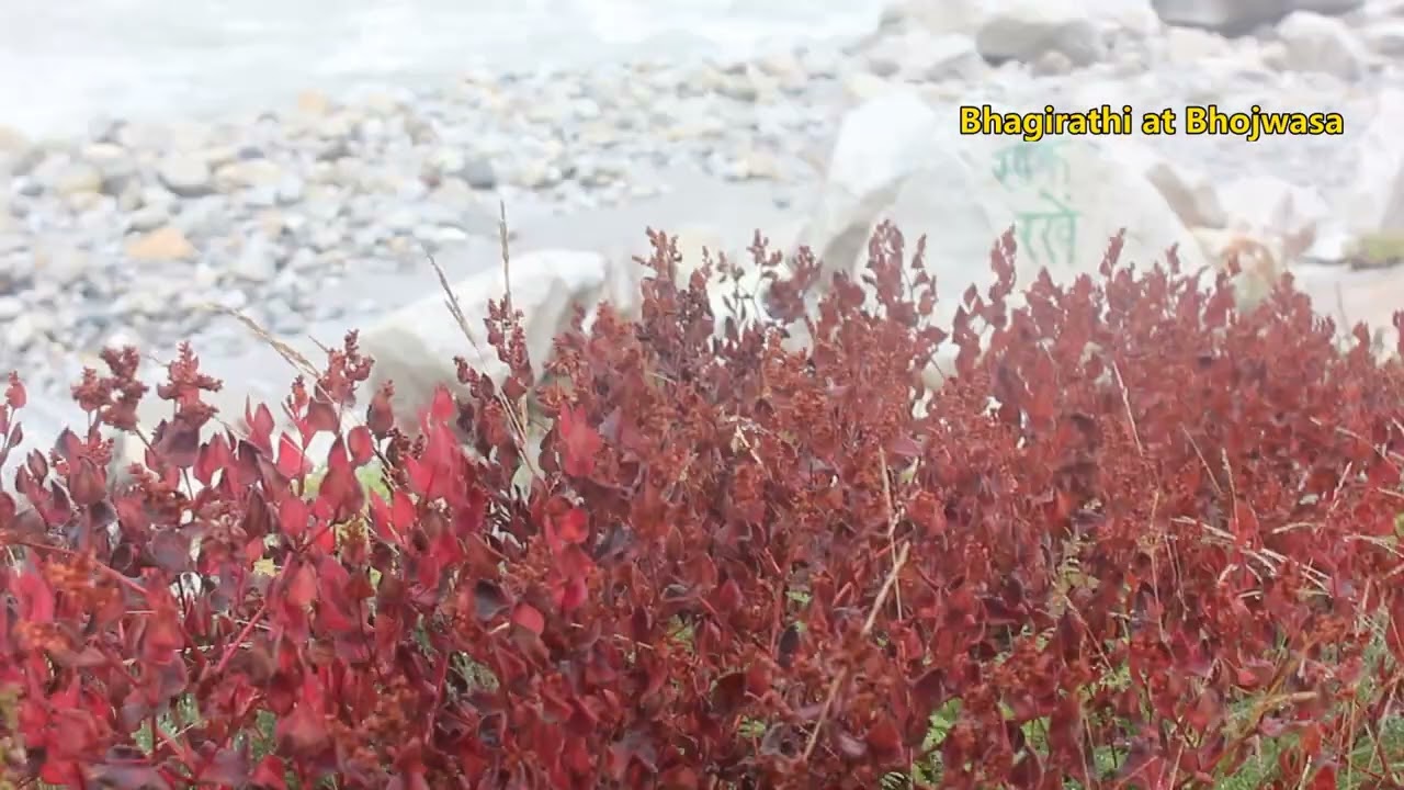 Himalaya Ki Ganga : हिमालय की गंगा : Short Video Bhojwasa