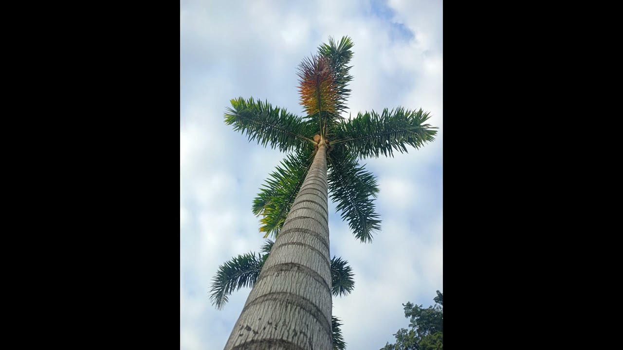 flor sin retoño - Pedro Infante