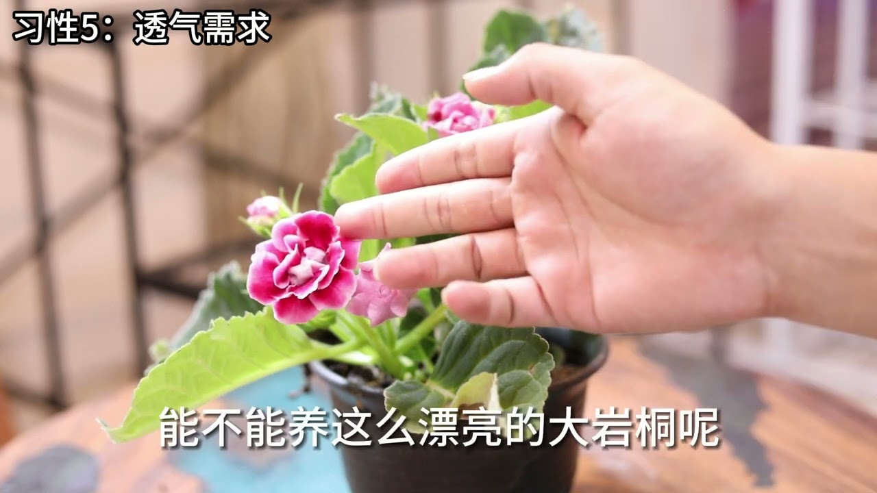 大岩桐怎么养？园艺师教你，大岩桐的详细养护技巧